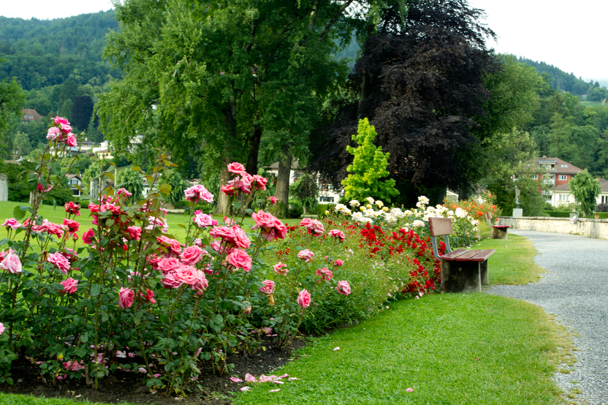 أجمل الزهور في حديقة Thun - سويسرا