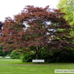 الأشجار الملونة بحديقة بادن بادن